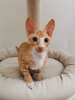 Photo №2 de l'annonce № 10703 de la vente cornish rex - acheter à Biélorussie de la fourrière