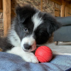 Photo №1. border collie - à vendre en ville de Роттердам | négocié | Annonce №53644