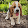 Photo №4. Je vais vendre beagle en ville de Bremen. annonce privée - prix - 473€