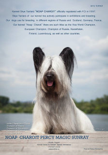 Photo №1. skye terrier - à vendre en ville de Санкт-Петербург | 363€ | Annonce №4553