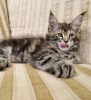 Photo №2 de l'annonce № 104303 de la vente maine coon - acheter à USA annonce privée