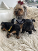 Photo №4. Je vais vendre yorkshire terrier en ville de Jersey City. éleveur - prix - 426€