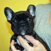 Photo №1. bouledogue - à vendre en ville de Франкфурт-на-Майне | 265€ | Annonce №119326