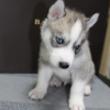 Photos supplémentaires: Chiots Husky sibérien