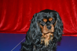 Photo №1. cavalier king charles spaniel - à vendre en ville de Екатеринбург | Négocié | Annonce №4702