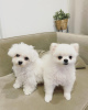 Photo №1. bichon à poil frisé - à vendre en ville de Stockholm | négocié | Annonce №83892