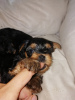 Photo №1. biewer yorkshire terrier, yorkshire terrier - à vendre en ville de Daugavpils | 450€ | Annonce №69528