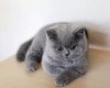 Photo №1. british shorthair - à vendre en ville de Гамбург | 100€ | Annonce № 100454