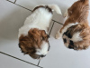 Photo №1. shih tzu - à vendre en ville de Degerdal | 320€ | Annonce №123491