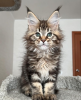 Photo №1. maine coon - à vendre en ville de Bellinzona | 400€ | Annonce № 116974