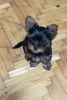 Photo №1. yorkshire terrier - à vendre en ville de Kruševac | 450€ | Annonce №110849