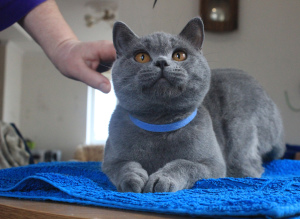 Photo №1. british shorthair - à vendre en ville de Gomel | 447€ | Annonce № 3975