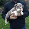 Photo №1. bulldog anglais - à vendre en ville de Saarbrücken | 385€ | Annonce №107204