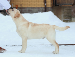 Photo №3. Labrador garçon pour le spectacle. Fédération de Russie