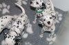 Photo №1. dalmatien - à vendre en ville de Copenhague | Gratuit | Annonce №125670