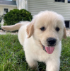 Photo №4. Je vais vendre golden retriever en ville de Ingolstadt. annonce privée - prix - 400€