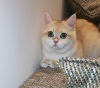 Photo №2 de l'annonce № 106678 de la vente british shorthair - acheter à Emirats Arabes Unis éleveur