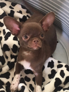 Photo №1. chihuahua - à vendre en ville de Ekaterinbourg | 216€ | Annonce №5567