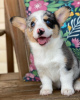 Photo №2 de l'annonce № 115801 de la vente welsh corgi - acheter à USA éleveur