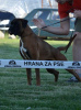 Photo №3. Boxer allemand, jeune chien. Serbie