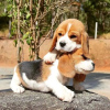 Photo №3. Les chiots Beagle recherchent. Allemagne