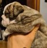 Photo №1. bulldog anglais - à vendre en ville de Trzebiel | 2800€ | Annonce №15214