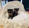 Photo №3. Incroyables chiots Yorkie Business WhatsApp 37256062792. La finlande