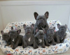 Photo №3. Chiots bouledogue français bleu uni disponibles à la vente. Allemagne