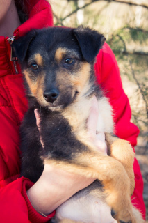 Photo №2 de l'annonce № 6051 de la vente chien bâtard - acheter à Ukraine annonce privée