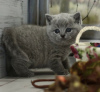 Photo №1. british shorthair - à vendre en ville de Berlin | 227€ | Annonce № 89833