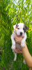 Photo №3. Chiots Amstaff 