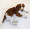 Photo №2 de l'annonce № 94426 de la vente welsh springer spaniel - acheter à Lituanie annonce privée