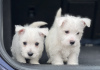 Photo №1. west highland white terrier - à vendre en ville de Дортмунд | négocié | Annonce №48632