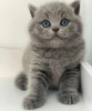 Photo №1. british shorthair - à vendre en ville de Berlin | 284€ | Annonce № 90833