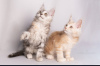 Photo №1. maine coon - à vendre en ville de Казахстан | 400€ | Annonce № 76771