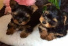 Photo №1. yorkshire terrier - à vendre en ville de Chino Valley | 322€ | Annonce №127717