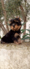 Photo №3. Nous proposons des chiots Yorkshire Terrier. Turquie