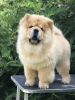 Photos supplémentaires: Chiots Chow Chow à vendre !