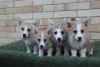 Photos supplémentaires: Chiots Welsh Corgi Pembroke