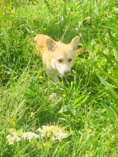 Photos supplémentaires: chiots gallois corgi pembroke