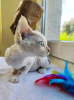 Photo №3. Chatons Devon Rex à vendre Business Whatsapp ; 37256062792. La finlande