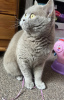 Photo №4. Je vais vendre british shorthair en ville de Munich. annonce privée - prix - 255€