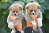 Photos supplémentaires: Chiots Akita Inu