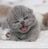 Photo №4. Je vais vendre british shorthair en ville de Munich. annonce privée, éleveur - prix - 255€