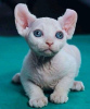 Photo №1. sphynx - à vendre en ville de Штутгарт | 190€ | Annonce № 123677