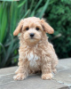 Photo №3. maltipoo. Allemagne