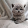 Photo №1. british shorthair - à vendre en ville de Miami | 237€ | Annonce № 53186