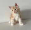 Photo №2 de l'annonce № 116975 de la vente maine coon - acheter à Suisse annonce privée