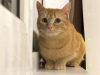 Photos supplémentaires: Un merveilleux jeune chat Fox est à la recherche d'un foyer et d'une famille