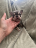 Photo №1. bouledogue - à vendre en ville de New york | 521€ | Annonce №120940